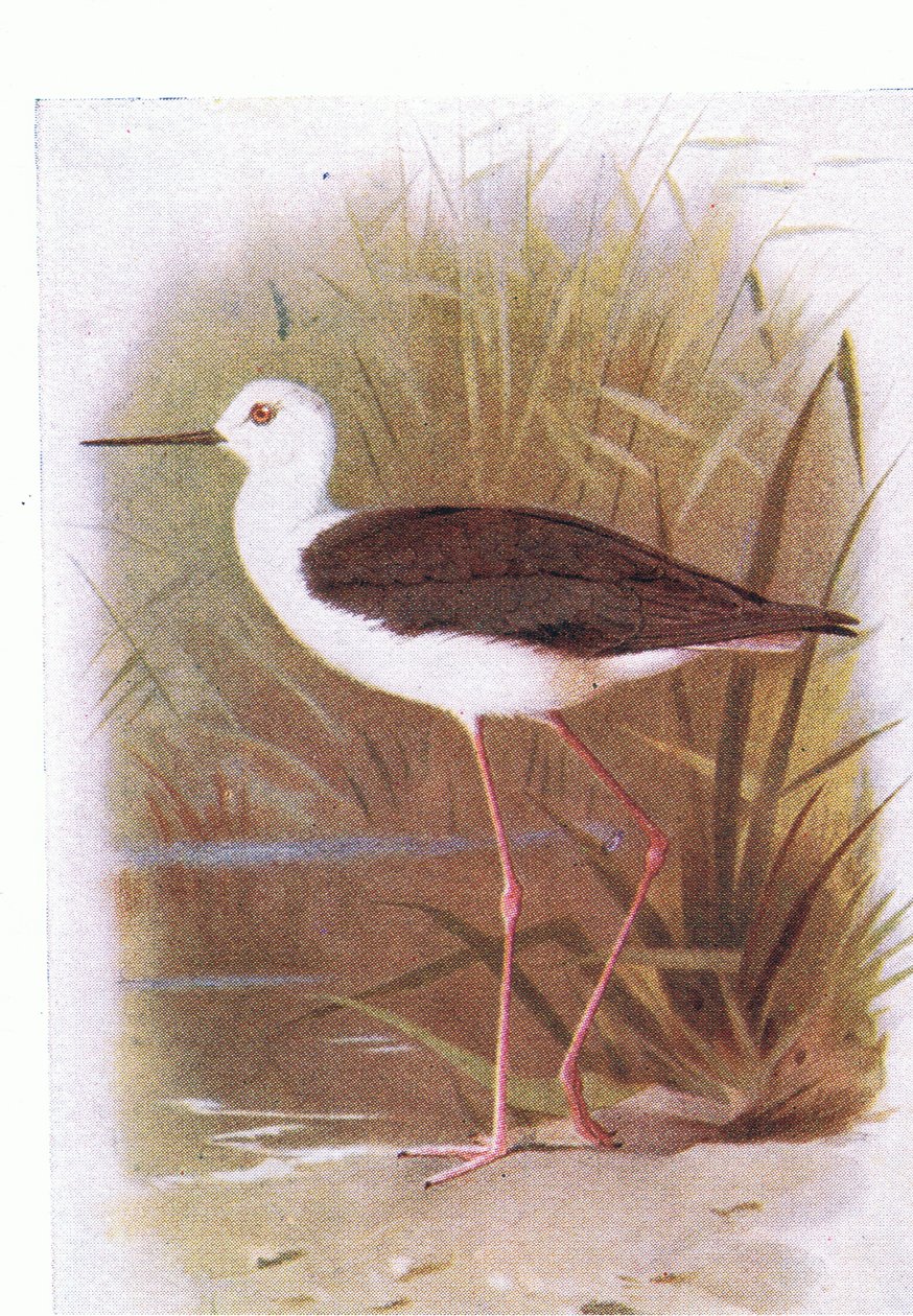 Umukara Winged Stilt, ukomoka ku nyoni zo mu birwa byo mu Bwongereza n