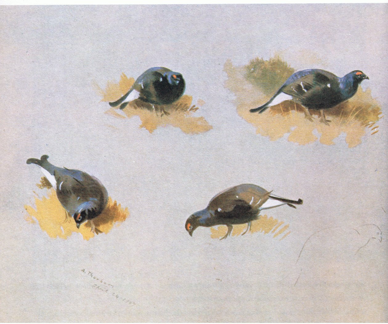 Blackcock çalışmaları, pub. Kitap Kulübü Associates tarafından, 1972 by Archibald Thorburn