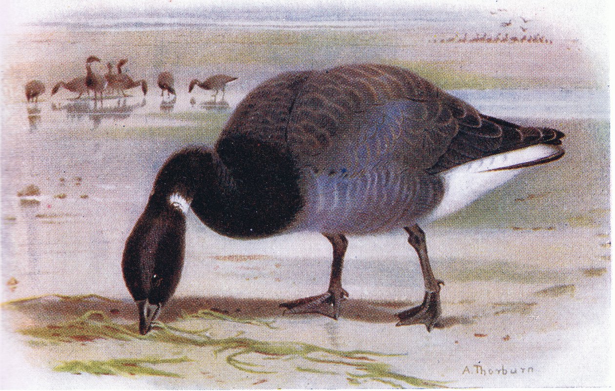Brent Kazı by Archibald Thorburn