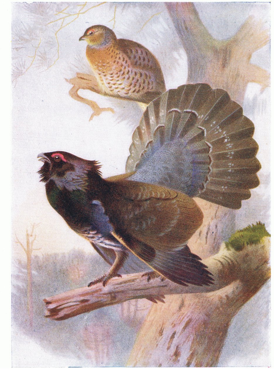 kapari by Archibald Thorburn