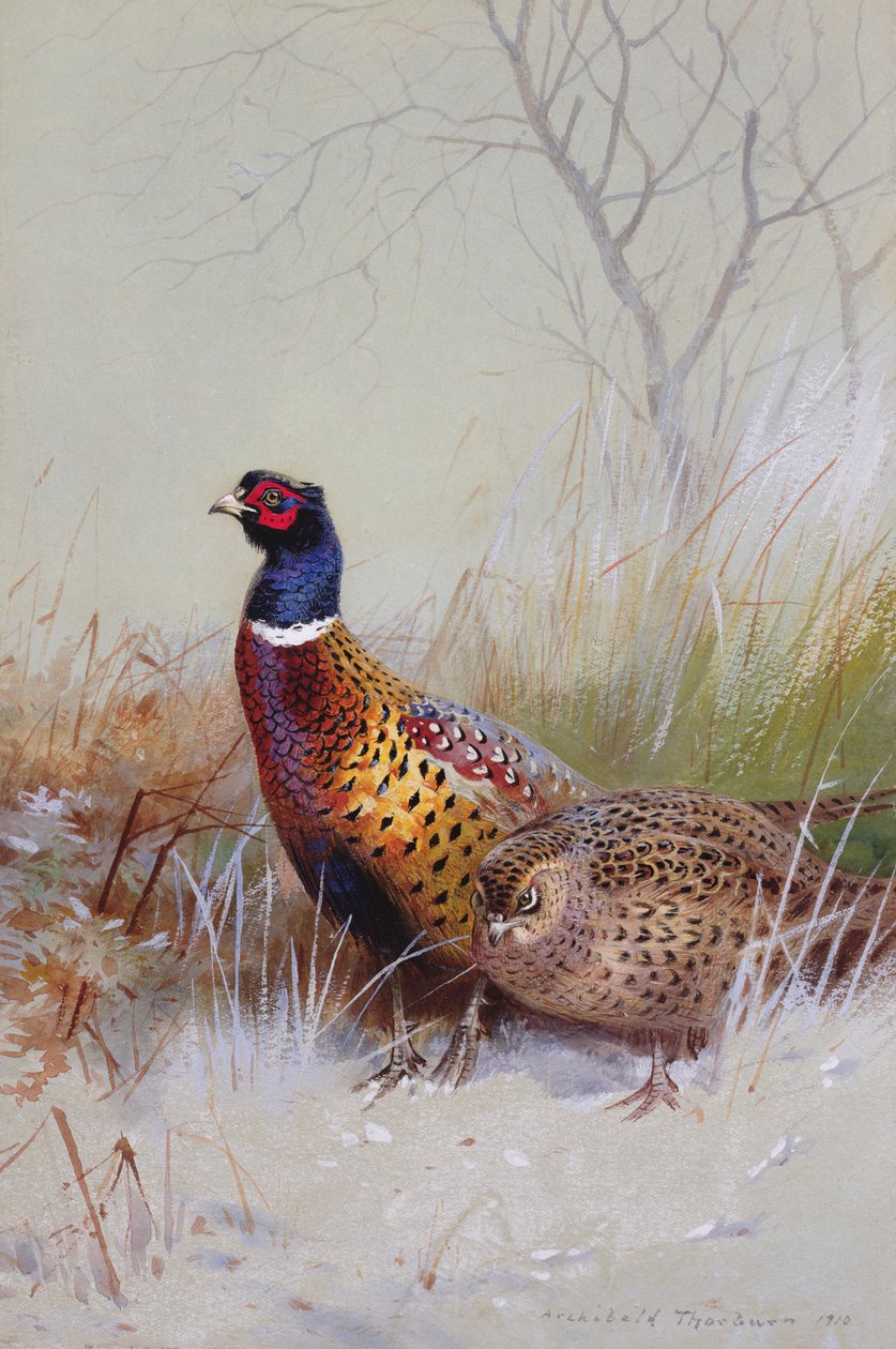Karda Çin Halka Boyunlu Sülünler, 1910 (kağıt üzerinde wc ve guaj) by Archibald Thorburn