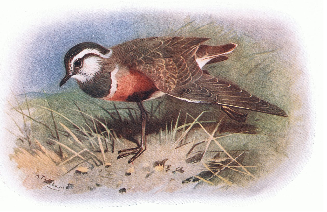 Dotterell, Longmans tarafından yayınlanan British Birds