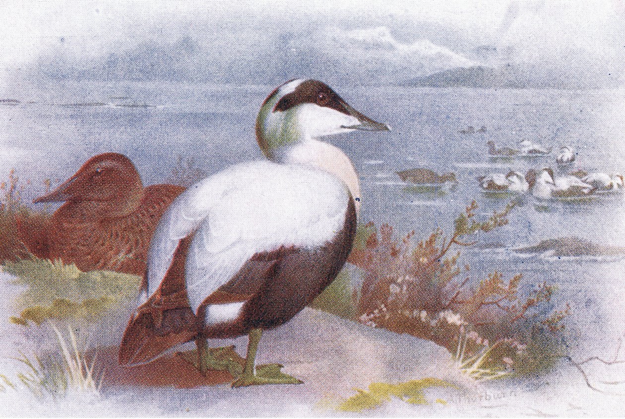 bayram by Archibald Thorburn