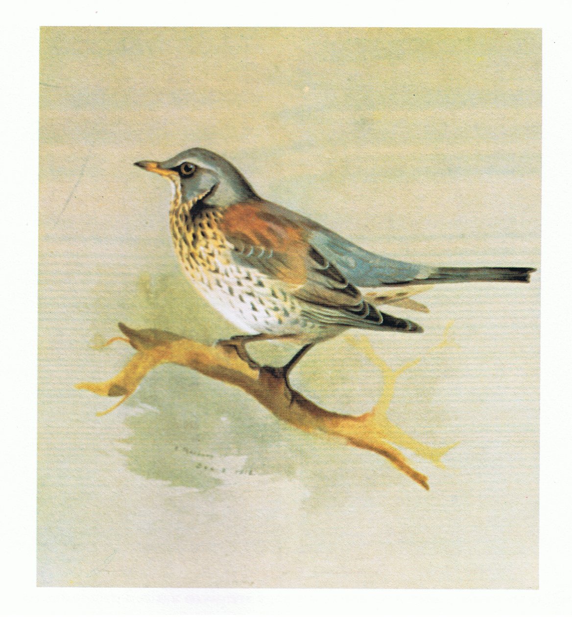 Fieldfare, bar. Kitap Kulübü Associates tarafından, 1972 by Archibald Thorburn