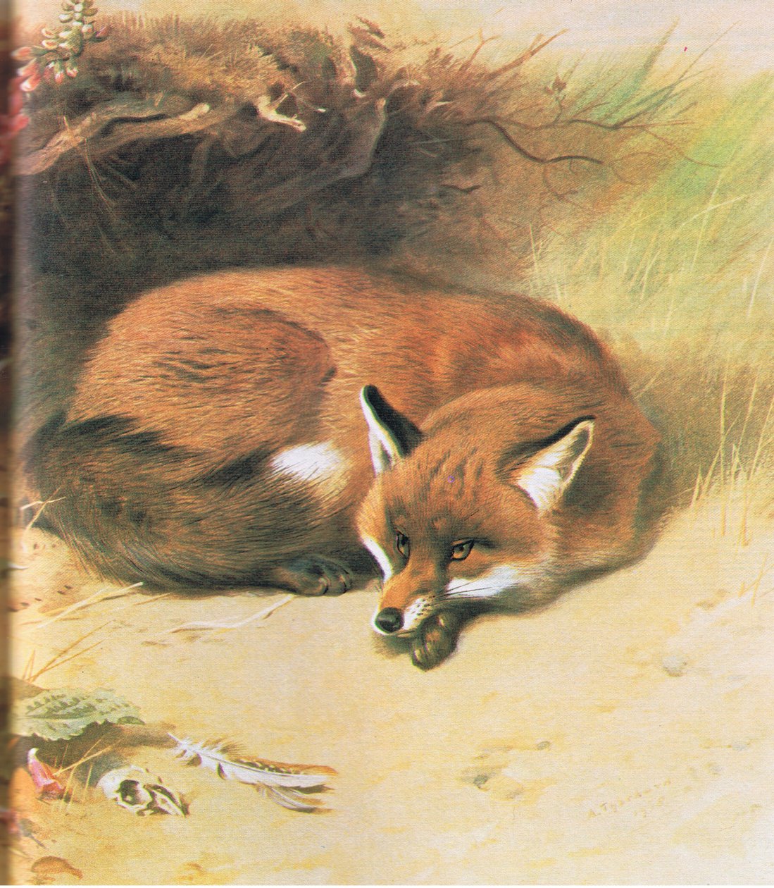 Fox, bar. Kitap Kulübü Associates tarafından, 1972 by Archibald Thorburn