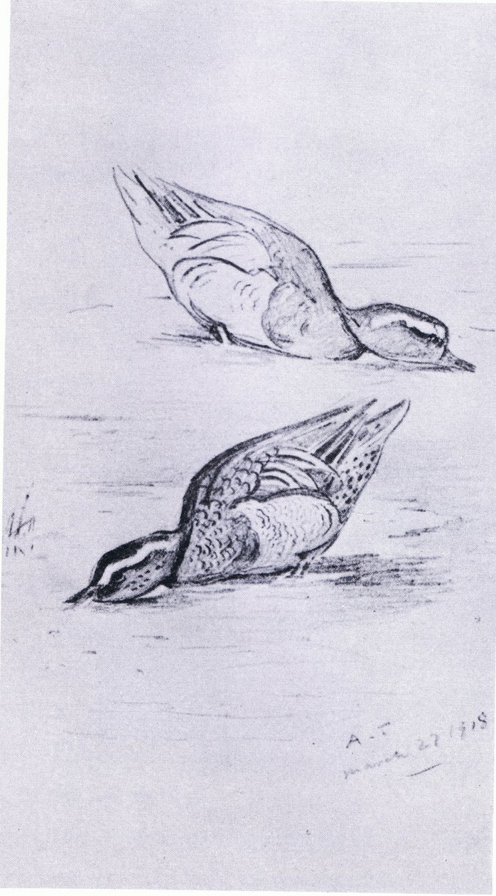 Garganey besleme, bar. Kitap Kulübü Associates tarafından, 1972 by Archibald Thorburn