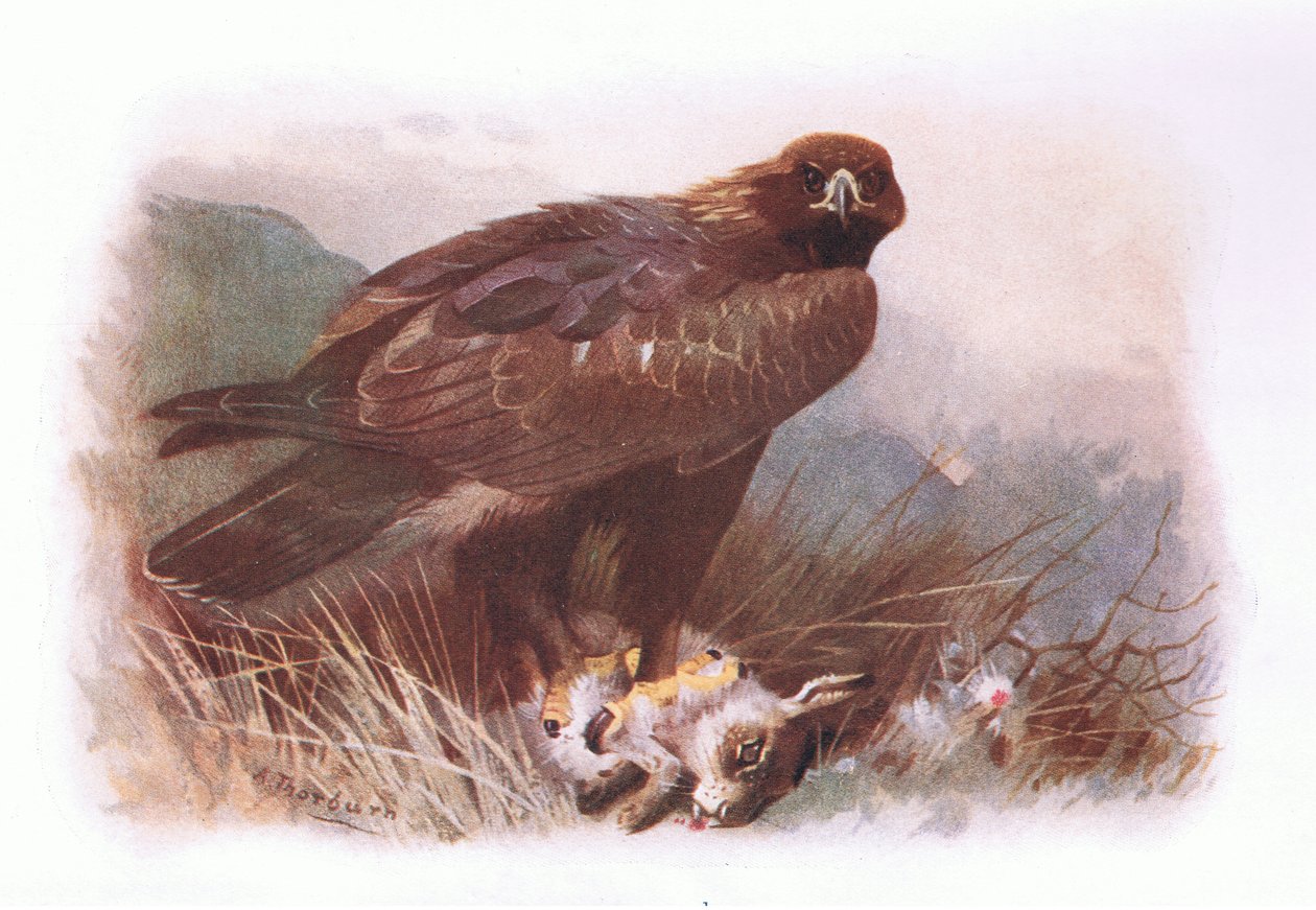 Altın Kartal, British Birds
