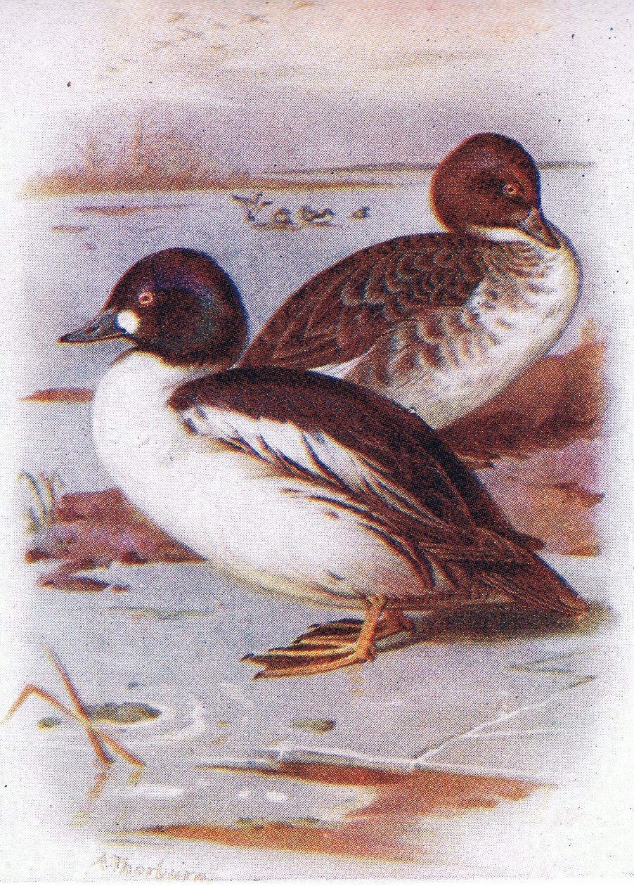 Altın Göz by Archibald Thorburn