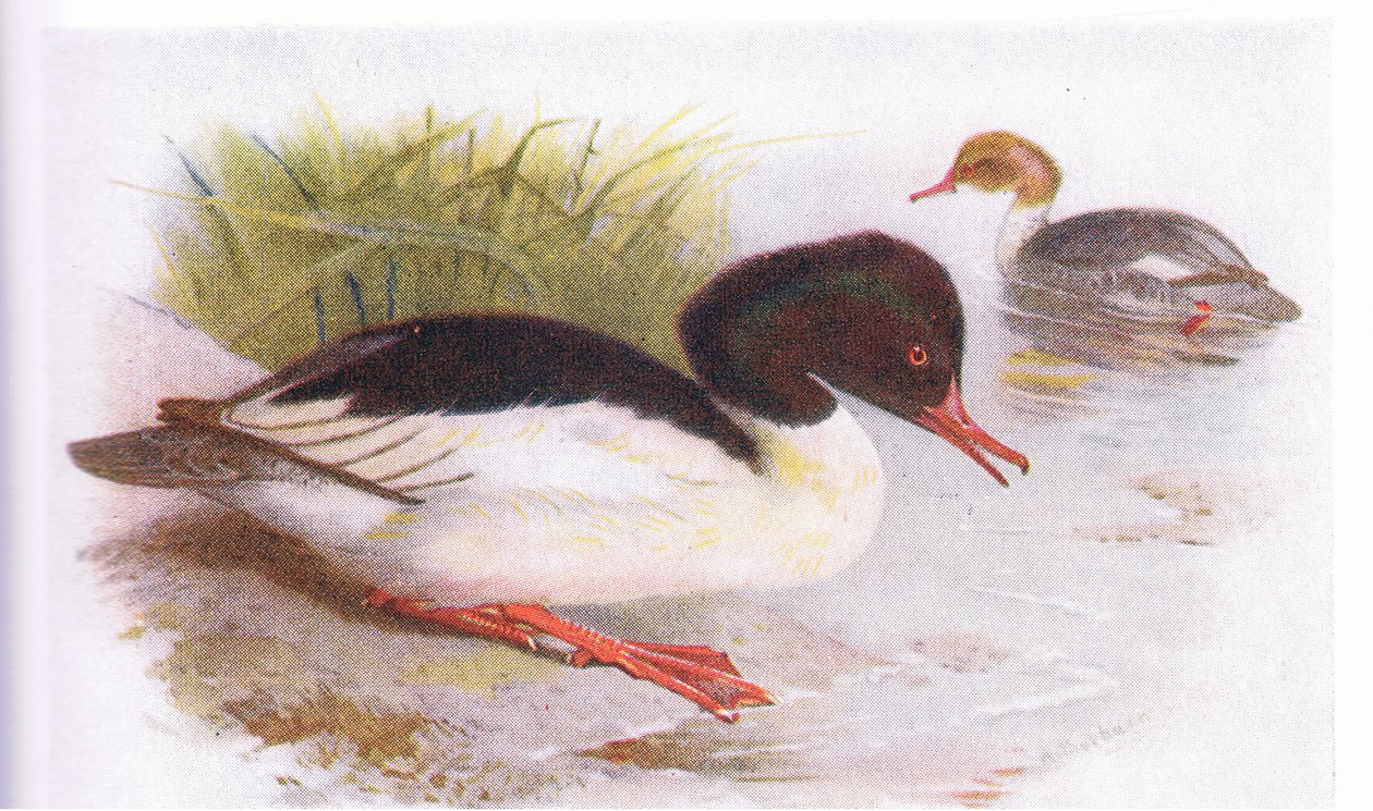 Testeregagalı ördek by Archibald Thorburn