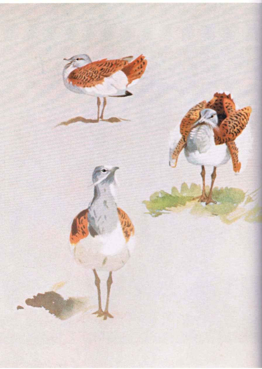 Büyük Bustard, pub. Kitap Kulübü Associates tarafından, 1972 by Archibald Thorburn