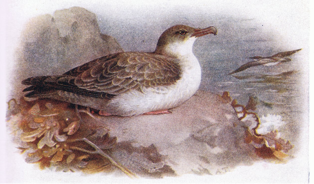 büyük yelkovan by Archibald Thorburn