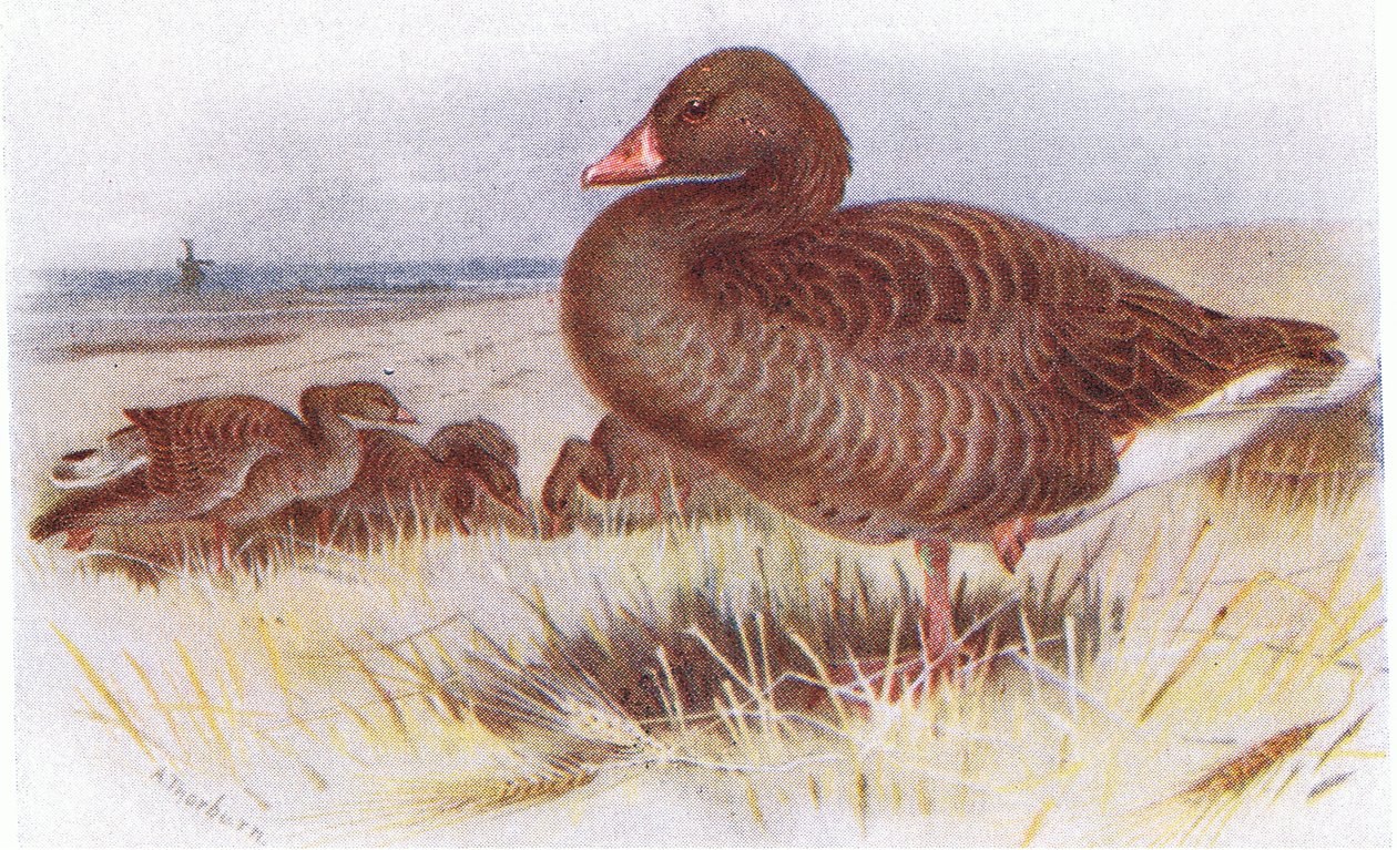 Gri Gecikmeli Kaz by Archibald Thorburn