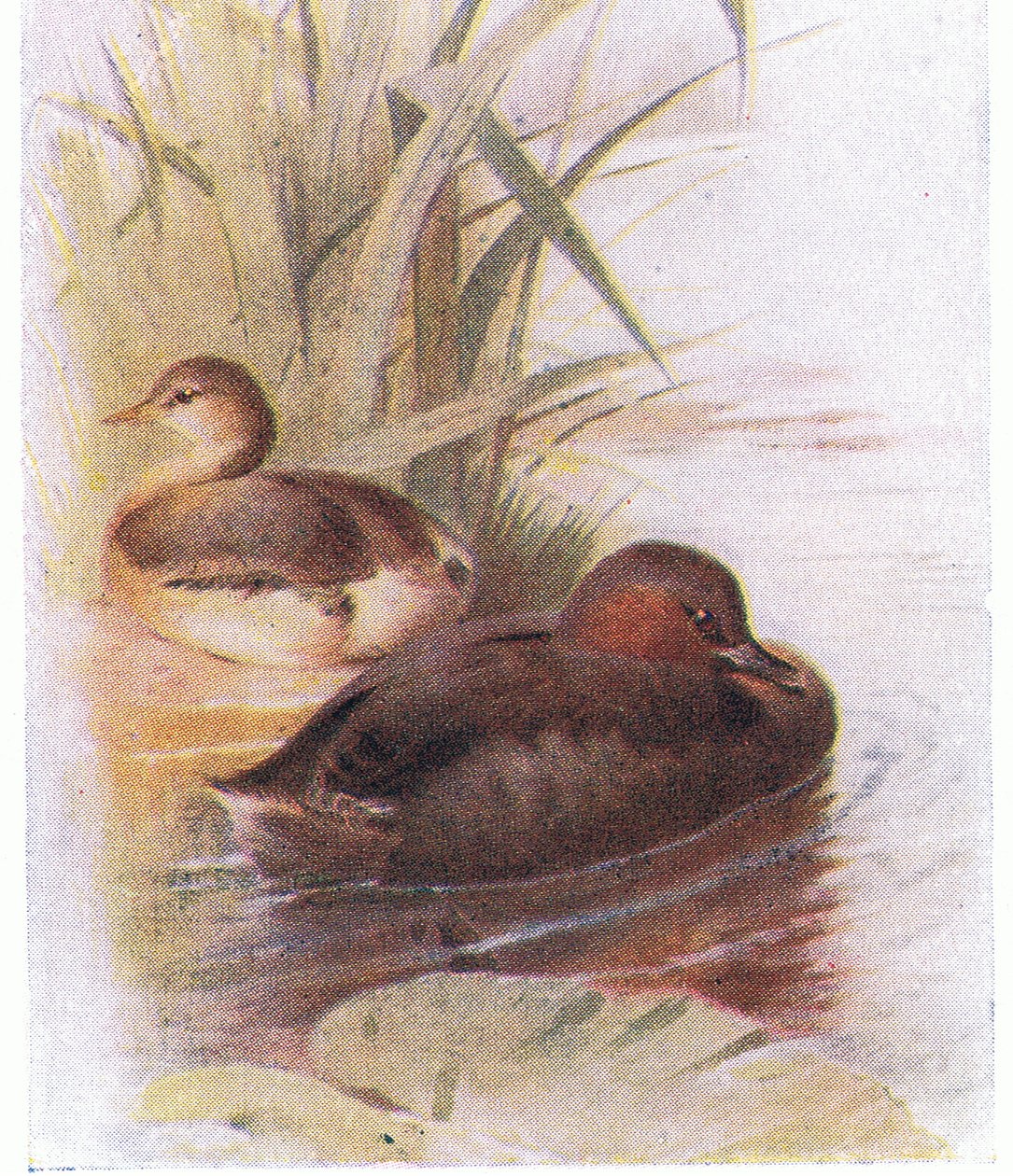küçük batağan by Archibald Thorburn
