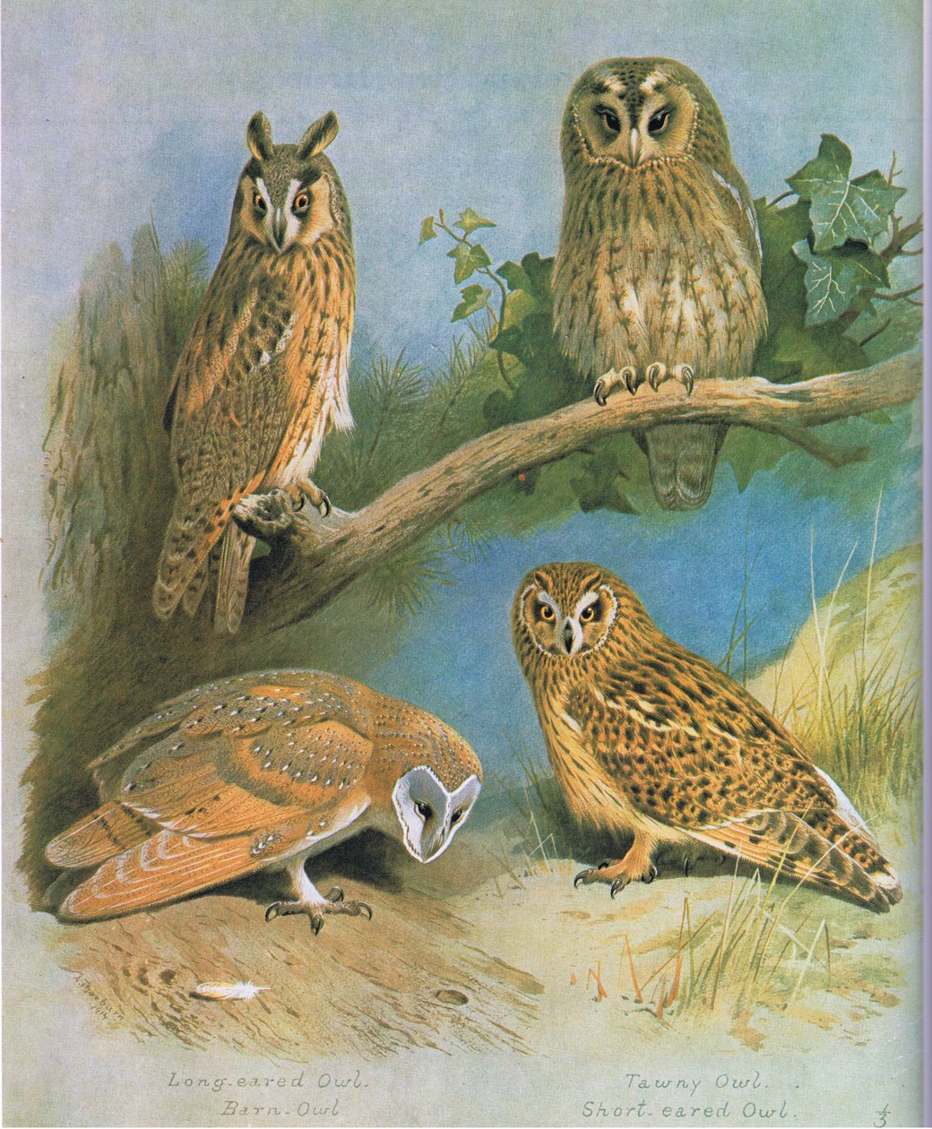 Uzun Kulaklı Baykuş, Peçeli Baykuş, Alaca Baykuş, Kısa Kulaklı Baykuş, pub. Kitap Kulübü Associates tarafından, 1972 by Archibald Thorburn