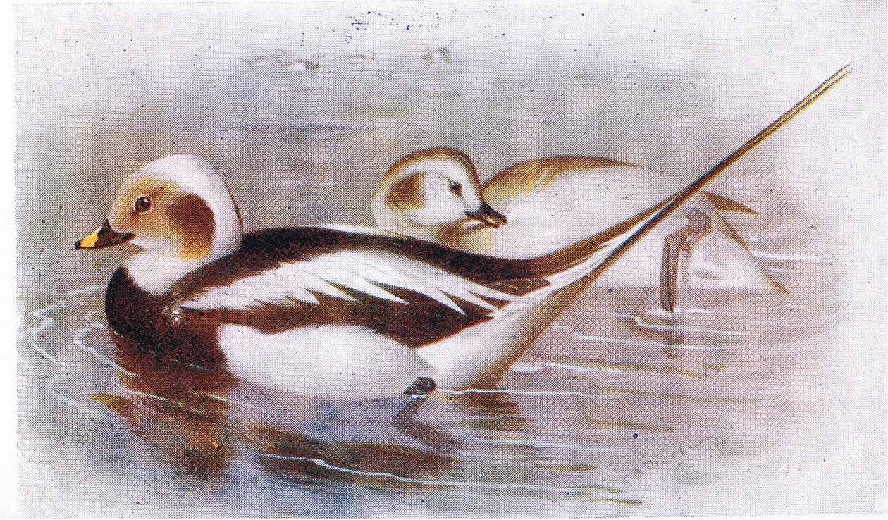 Uzun Kuyruklu Ördek by Archibald Thorburn