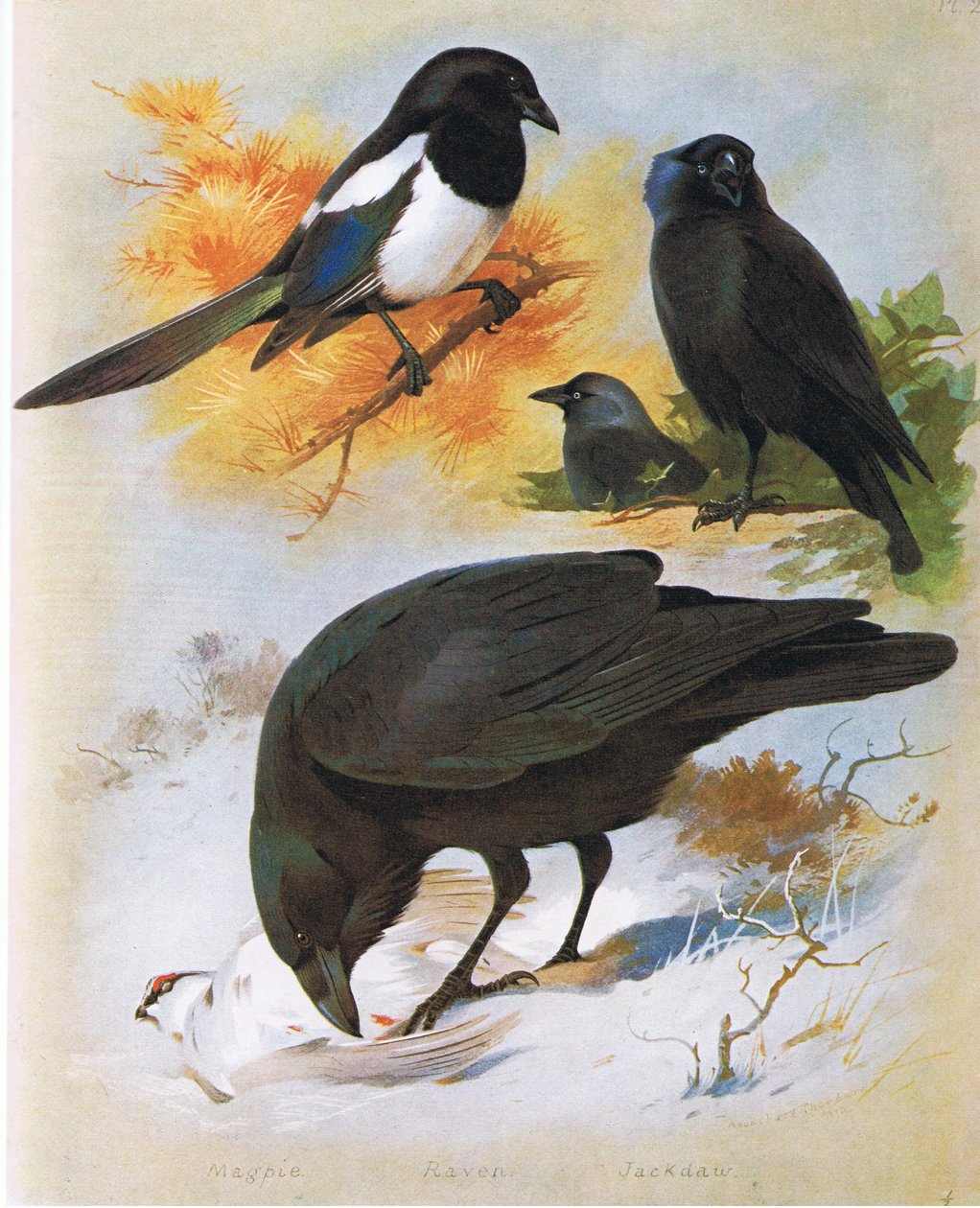 Saksağan, Kuzgun ve Küçük Karga, pub. Kitap Kulübü Associates tarafından, 1972 by Archibald Thorburn