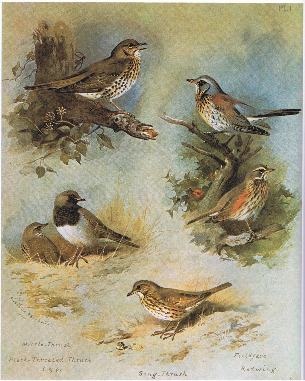 Ökse Ardıç, Kara Boğazlı Ardıç, Şarkı Ardıç, Fieldfare, Redwing, pub. Kitap Kulübü Associates tarafından, 1972 by Archibald Thorburn