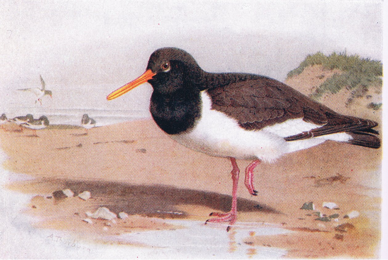 Oyster Catcher, from Birds of the British Isles and Their Eggs published by Frederick Warne & Co Ltd, 1958  by Archibald Thorburn