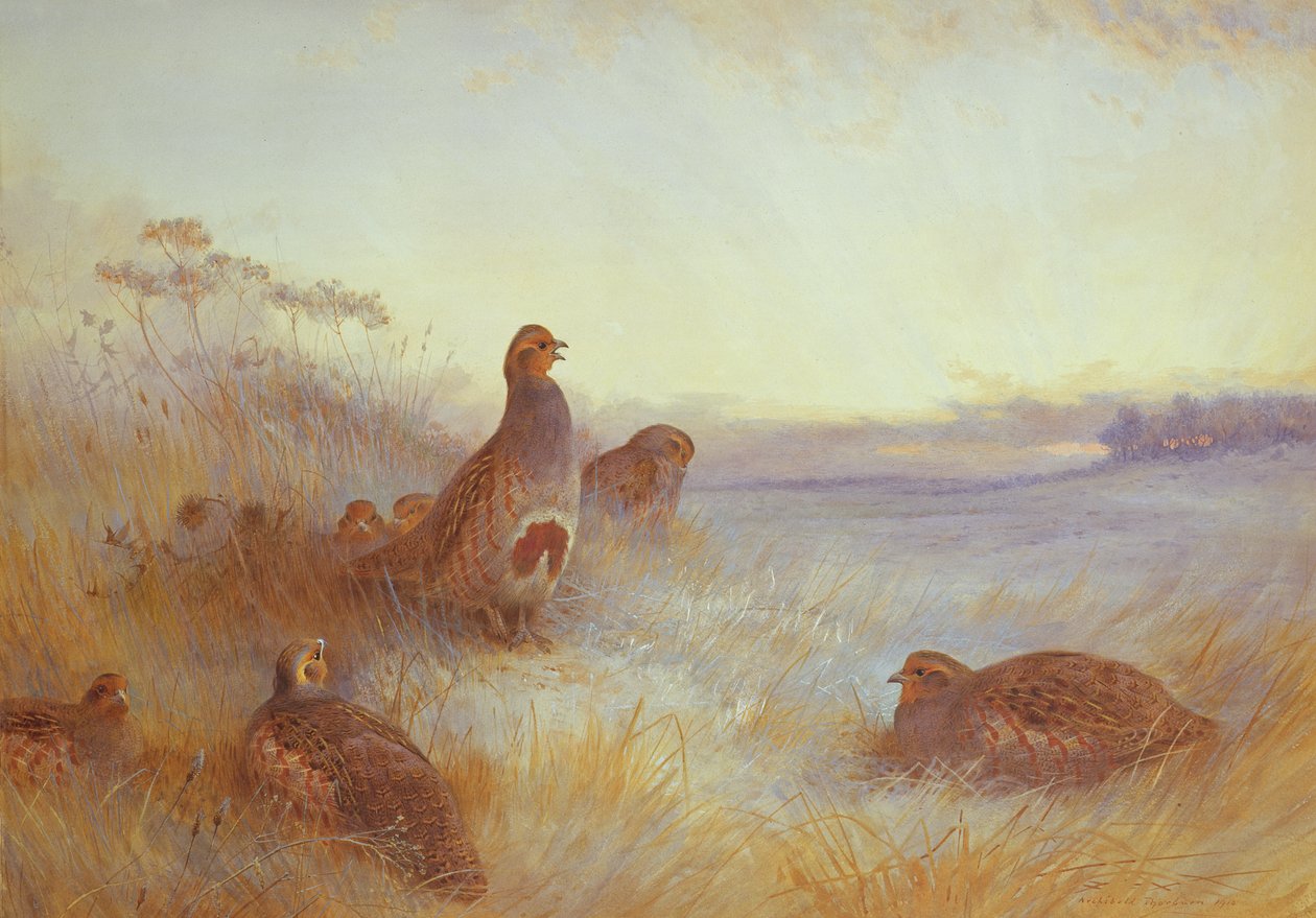 ಮುಂಜಾನೆ ಪಾರ್ಟ್ರಿಡ್ಜ್ಗಳು, 1910 ಟರ್ಕ್ by Archibald Thorburn