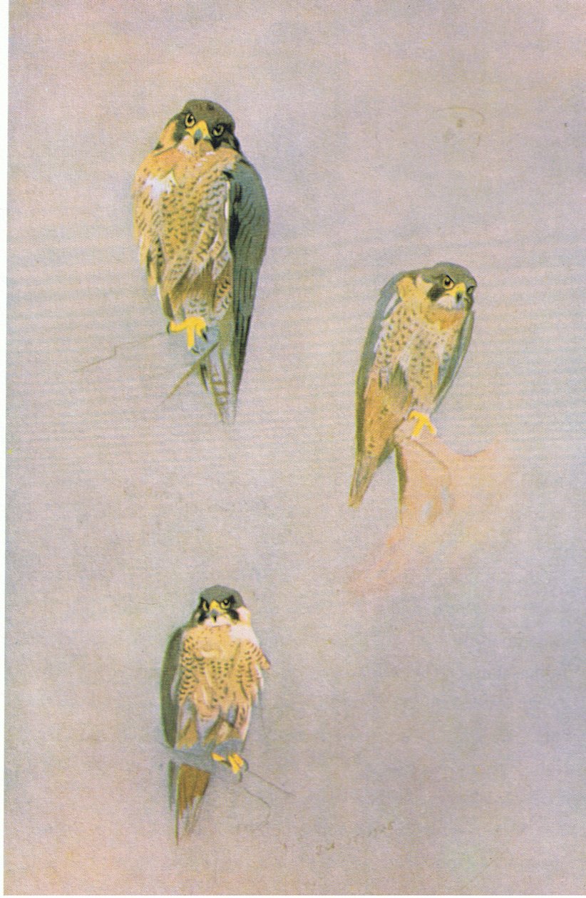Peregrine Falcon Studies, pub. Kitap Kulübü Associates tarafından, 1972 by Archibald Thorburn
