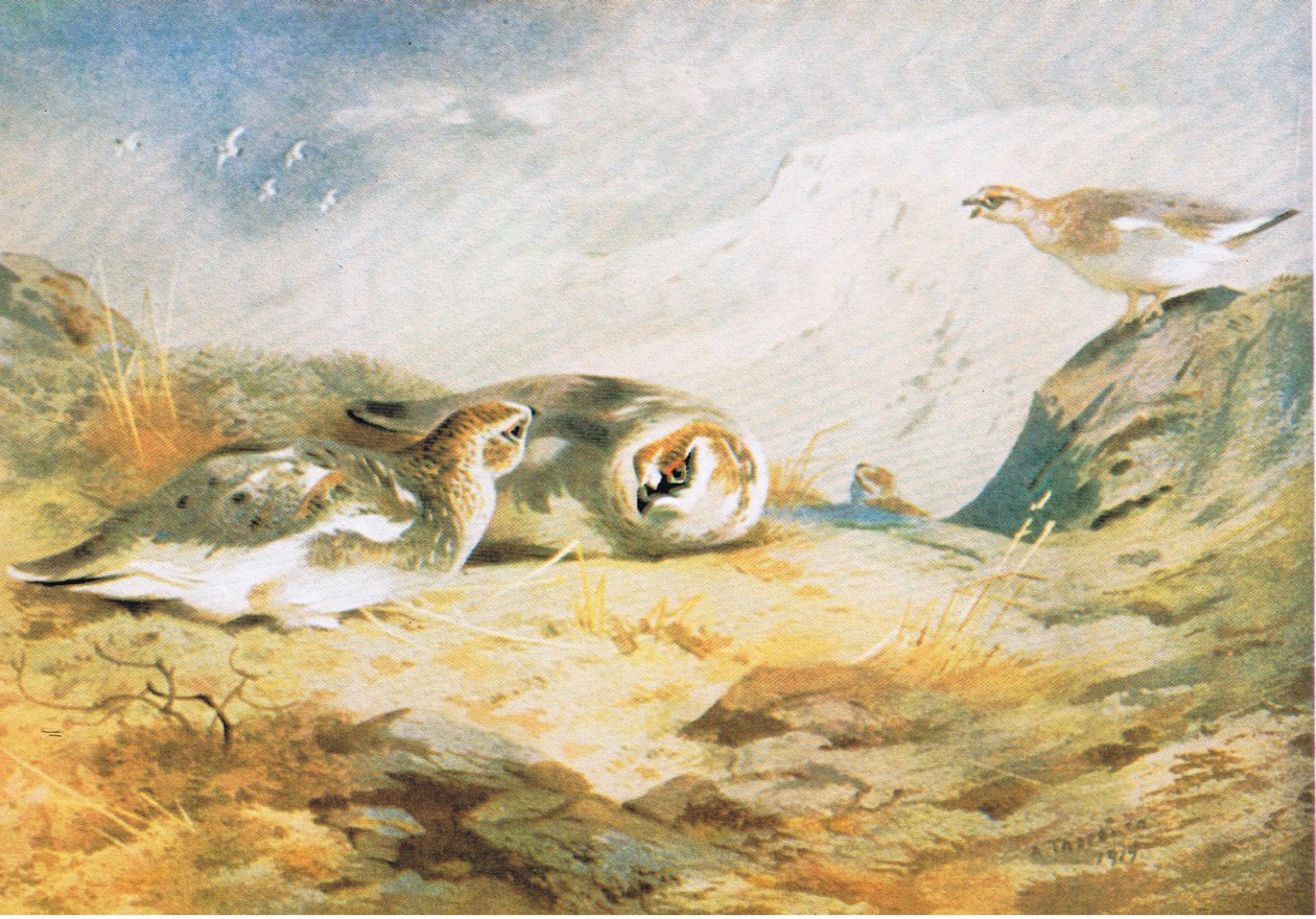 Ptarmigan, pub. Kitap Kulübü Associates tarafından, 1972 by Archibald Thorburn