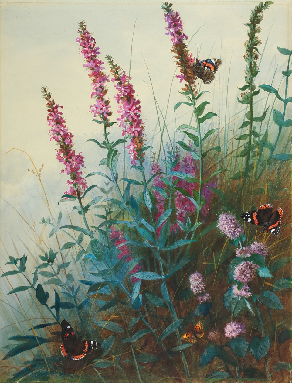 Purple Loosestrife and Watermint, c.1910-20  by Archibald Thorburn