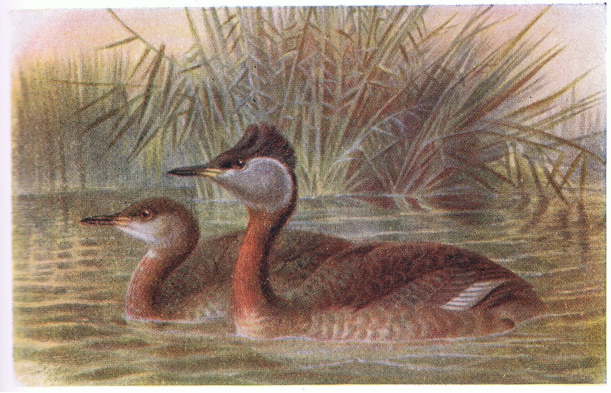 Kırmızı Boyunlu Batağan by Archibald Thorburn