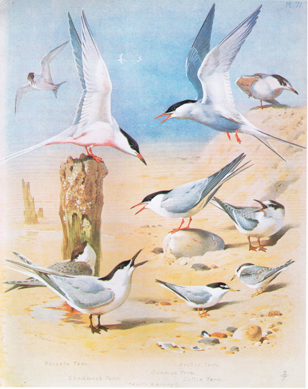 Roseate Sumru, Sandviç Sumru, Arktik Sumru, Ortak Sumru, Küçük Sumru, pub. Kitap Kulübü Associates tarafından, 1972 by Archibald Thorburn