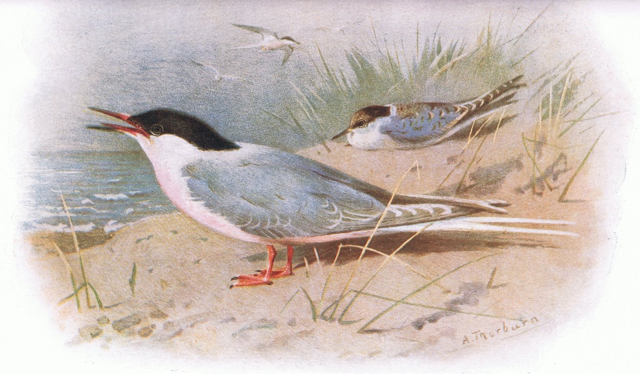 Longmans tarafından yayınlanan British Birds