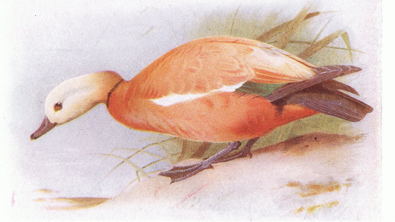 Kızıl Shelduck by Archibald Thorburn