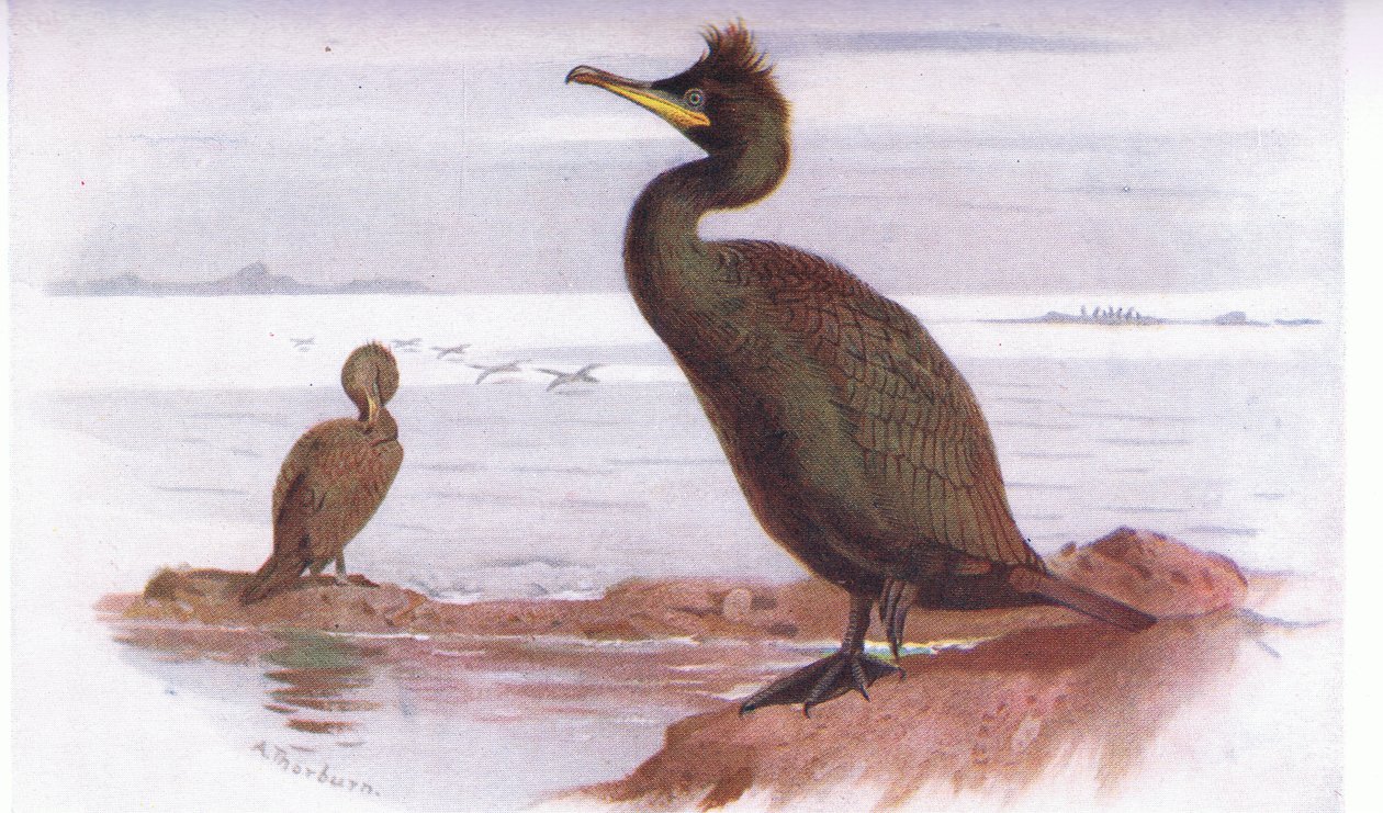 sevişmek by Archibald Thorburn