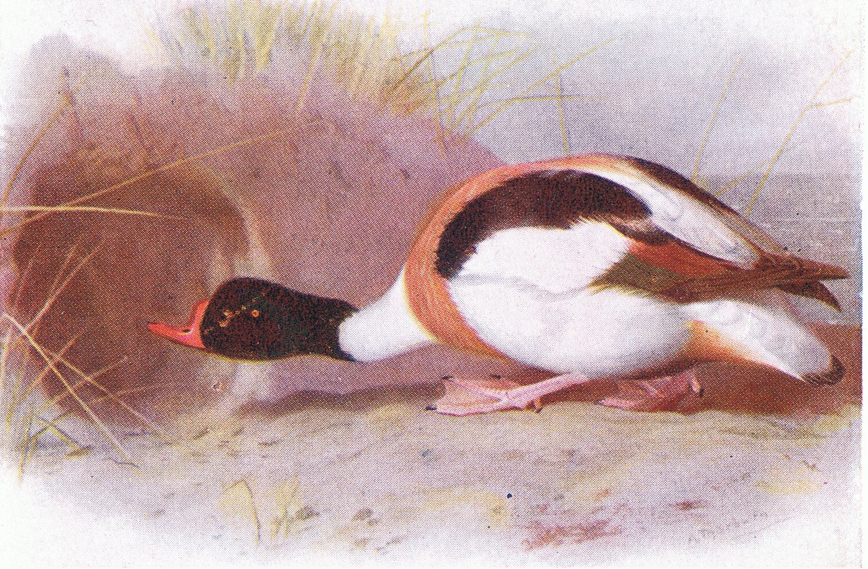 kalkan ördek by Archibald Thorburn