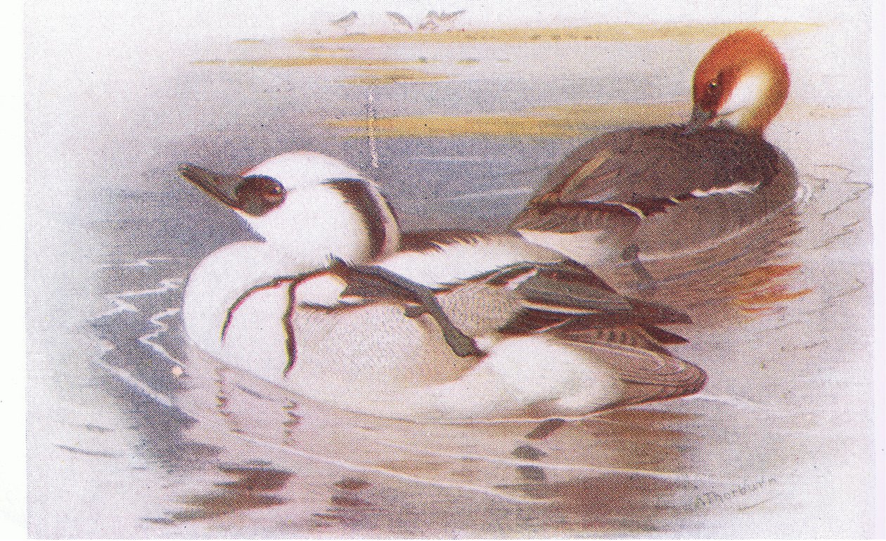 Sütlâbi by Archibald Thorburn