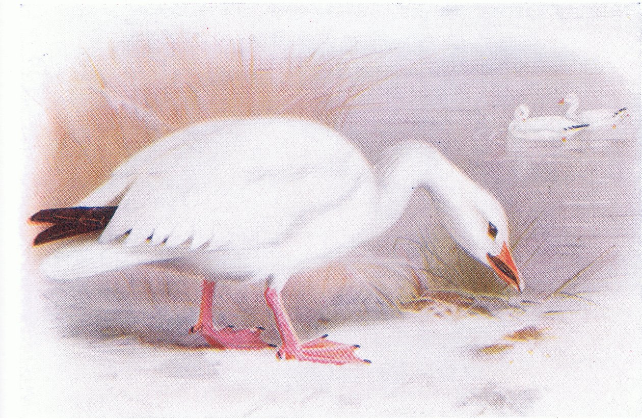 Kar kazı by Archibald Thorburn
