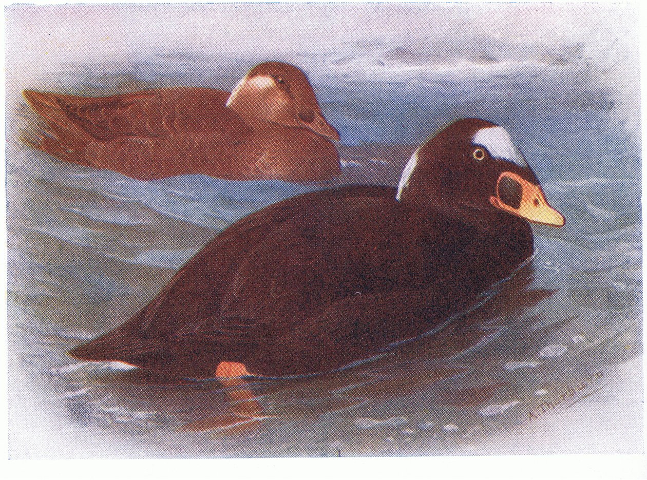 Sörf Scoter