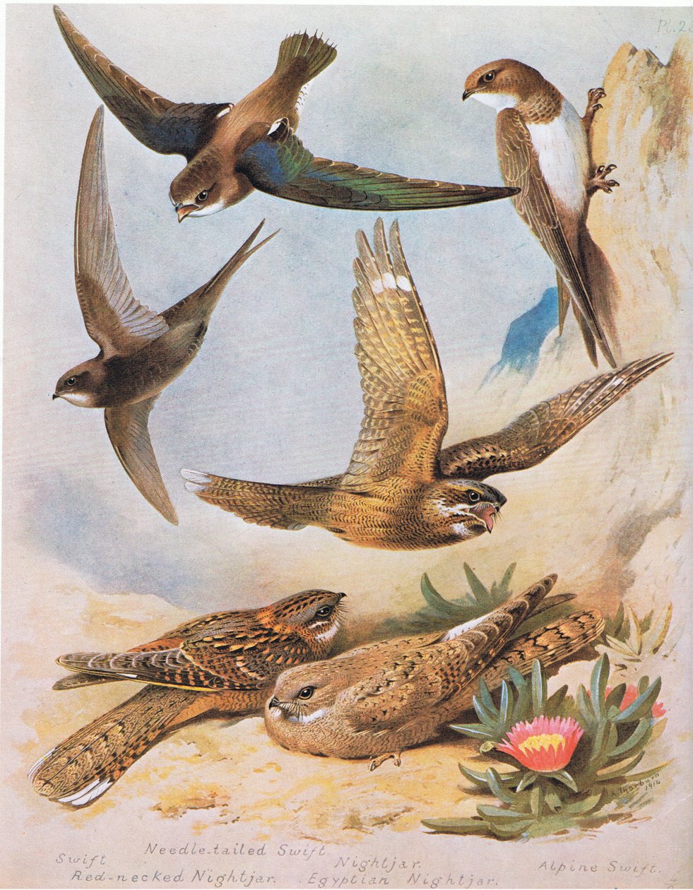 Swift, Needle tail Swift, kırmızı Boyunlu Nightjar, Nightjar, Mısır Nightjar, Alpine Swift, pub. Kitap Kulübü Associates tarafından, 1972 by Archibald Thorburn