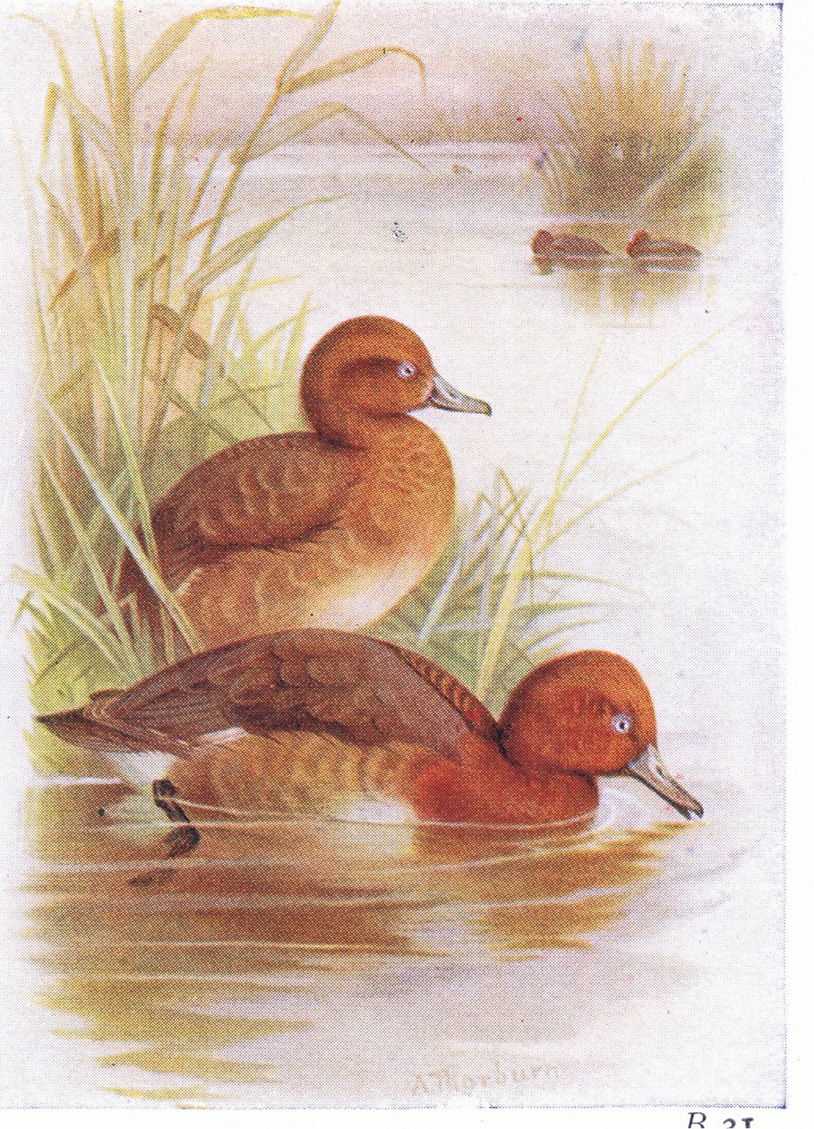Beyaz Gözlü Pochard by Archibald Thorburn