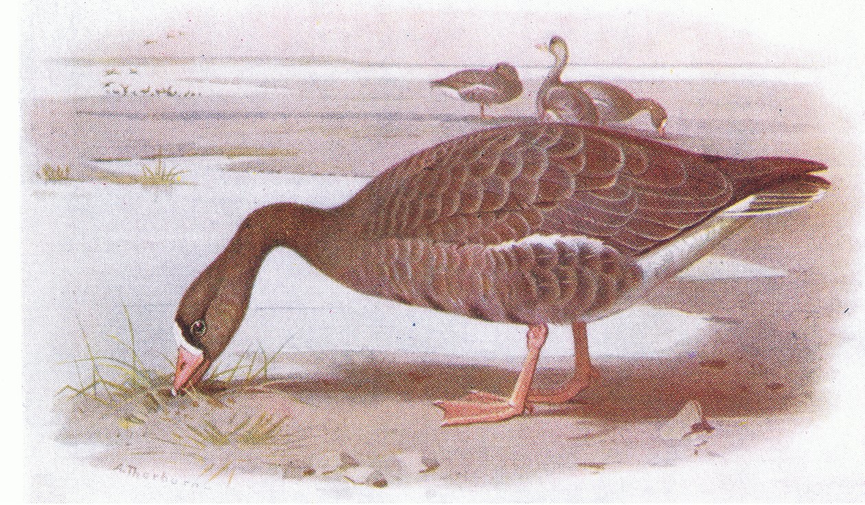 Beyaz Önlü Kaz by Archibald Thorburn