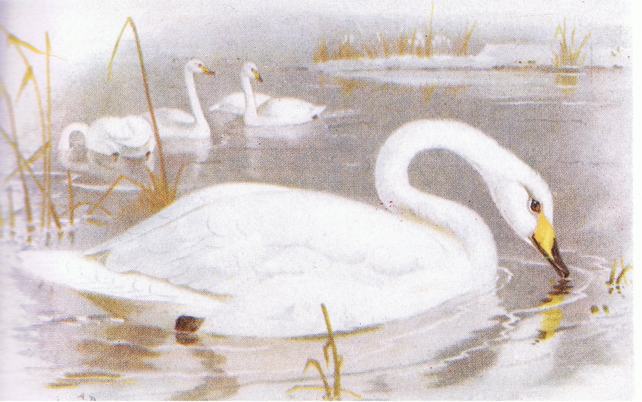 ötücü kuğu by Archibald Thorburn