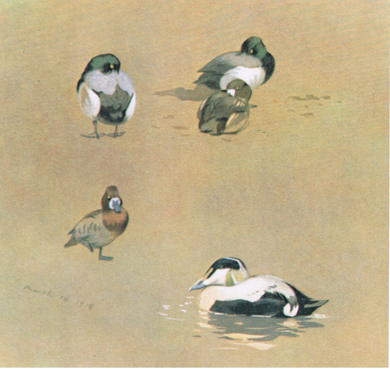 Wigeon, Scaup ve Eider Duck, pub. Kitap Kulübü Associates tarafından, 1972 by Archibald Thorburn