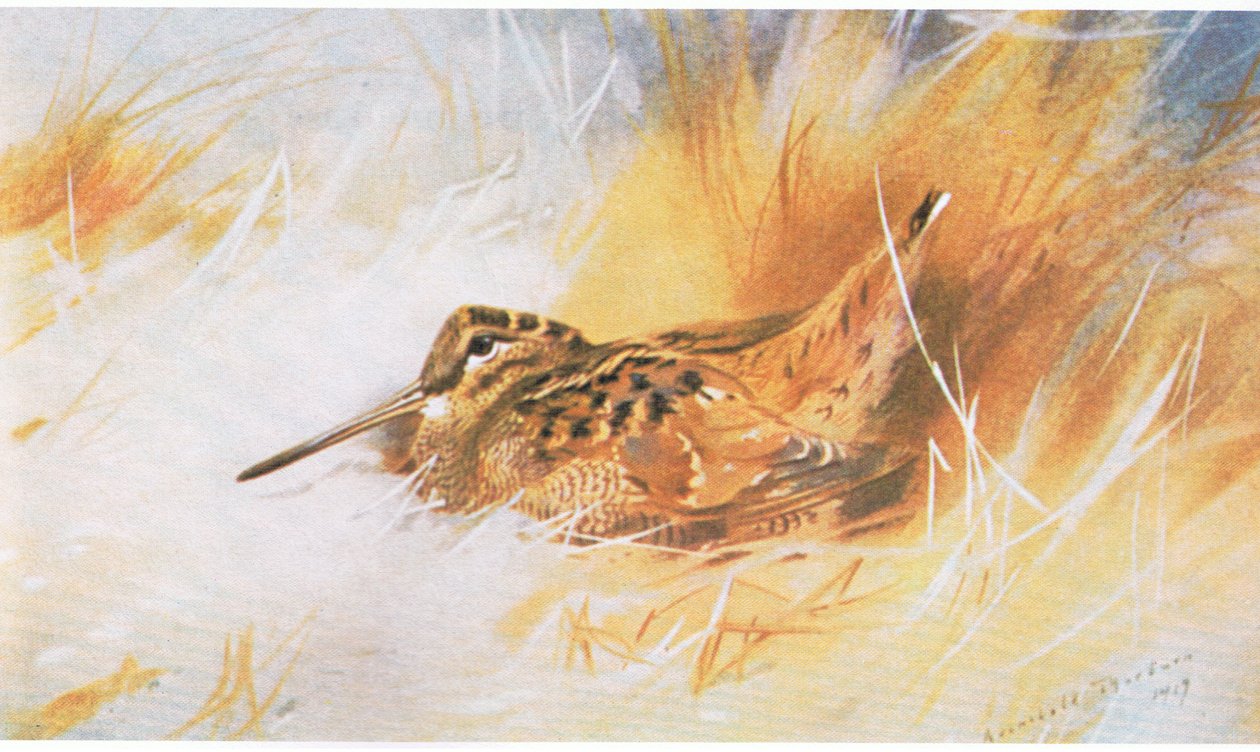 Woodcock, bar. Kitap Kulübü Associates tarafından, 1972 by Archibald Thorburn