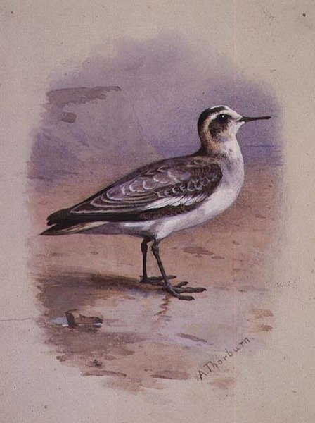 Gri Bir Phalarope (suluboya) by Archibald Thorburn