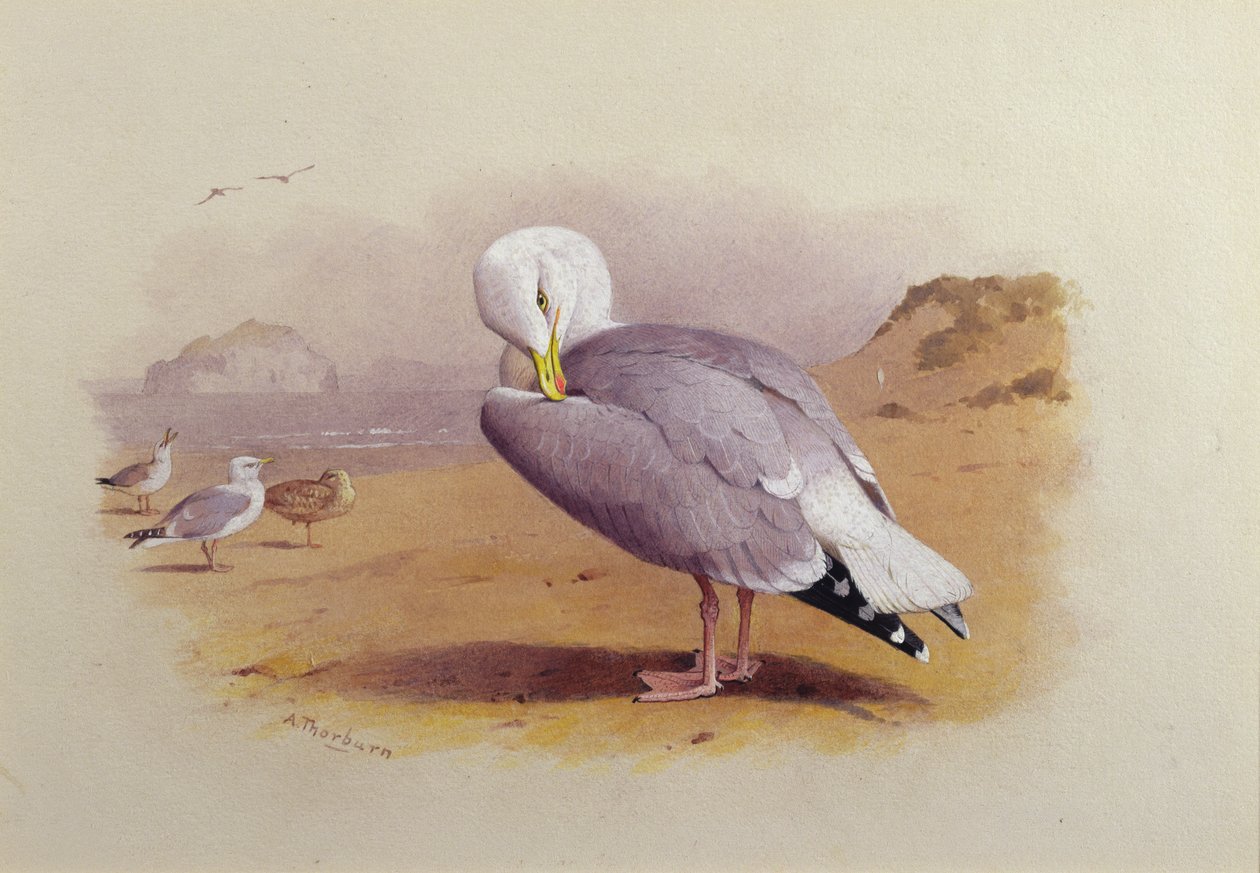 Bass Rock Beyond ile bir Sahilde Bir Ringa Martı (suluboya) by Archibald Thorburn