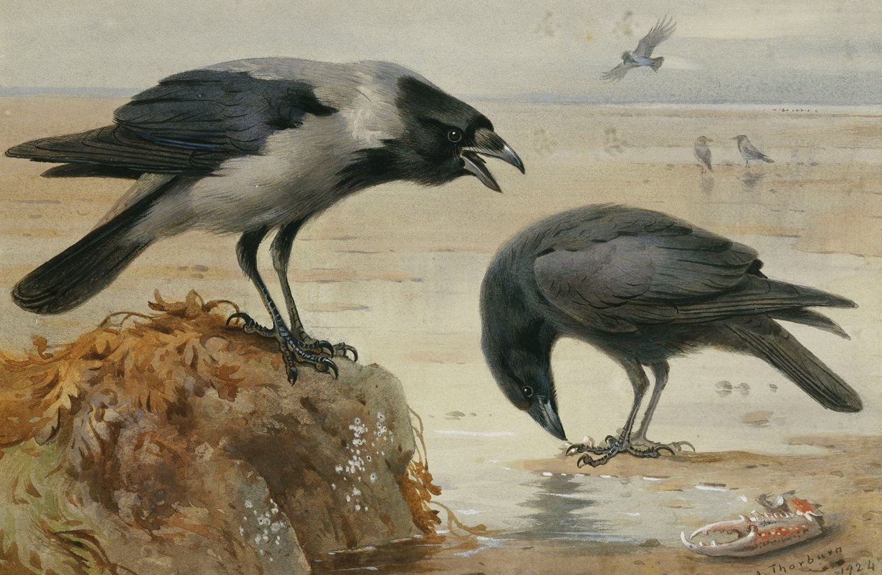 Kapşonlu Karga ve Leş Kargası by Archibald Thorburn