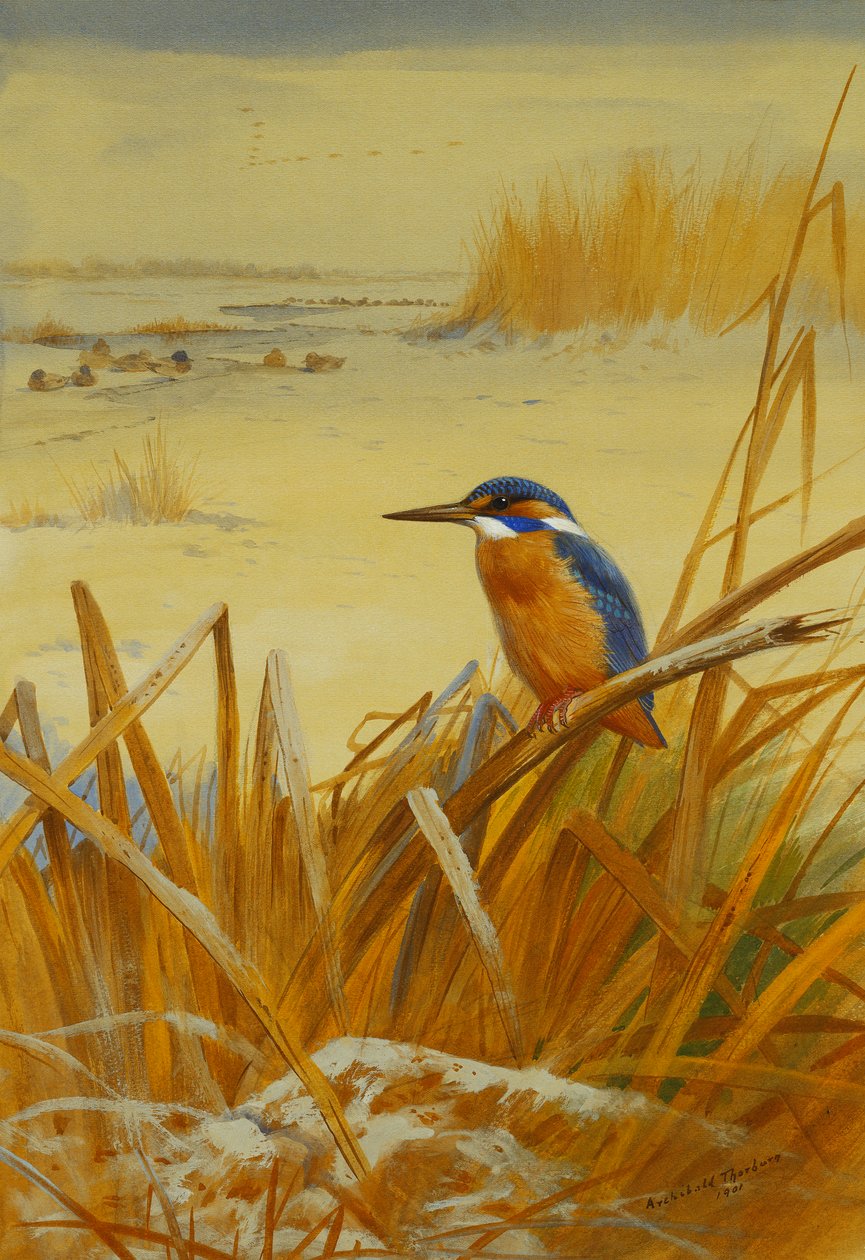 Kışın Sazlıklar Arasında Bir Yalıçapkını by Archibald Thorburn