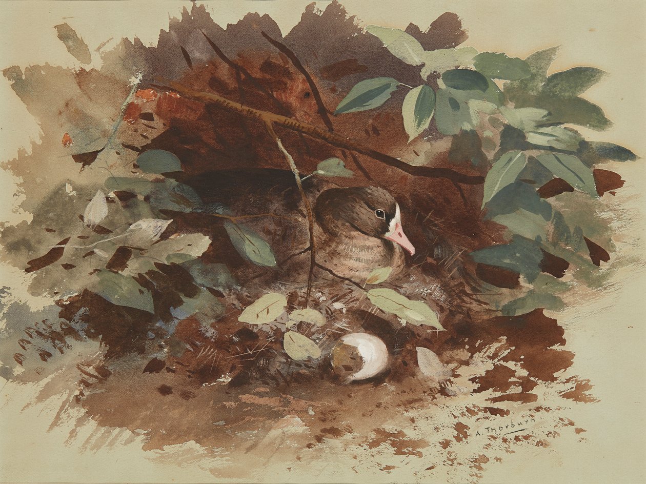 Bir Yuva Kazı (mavi kağıt üzerine sulu boya) by Archibald Thorburn
