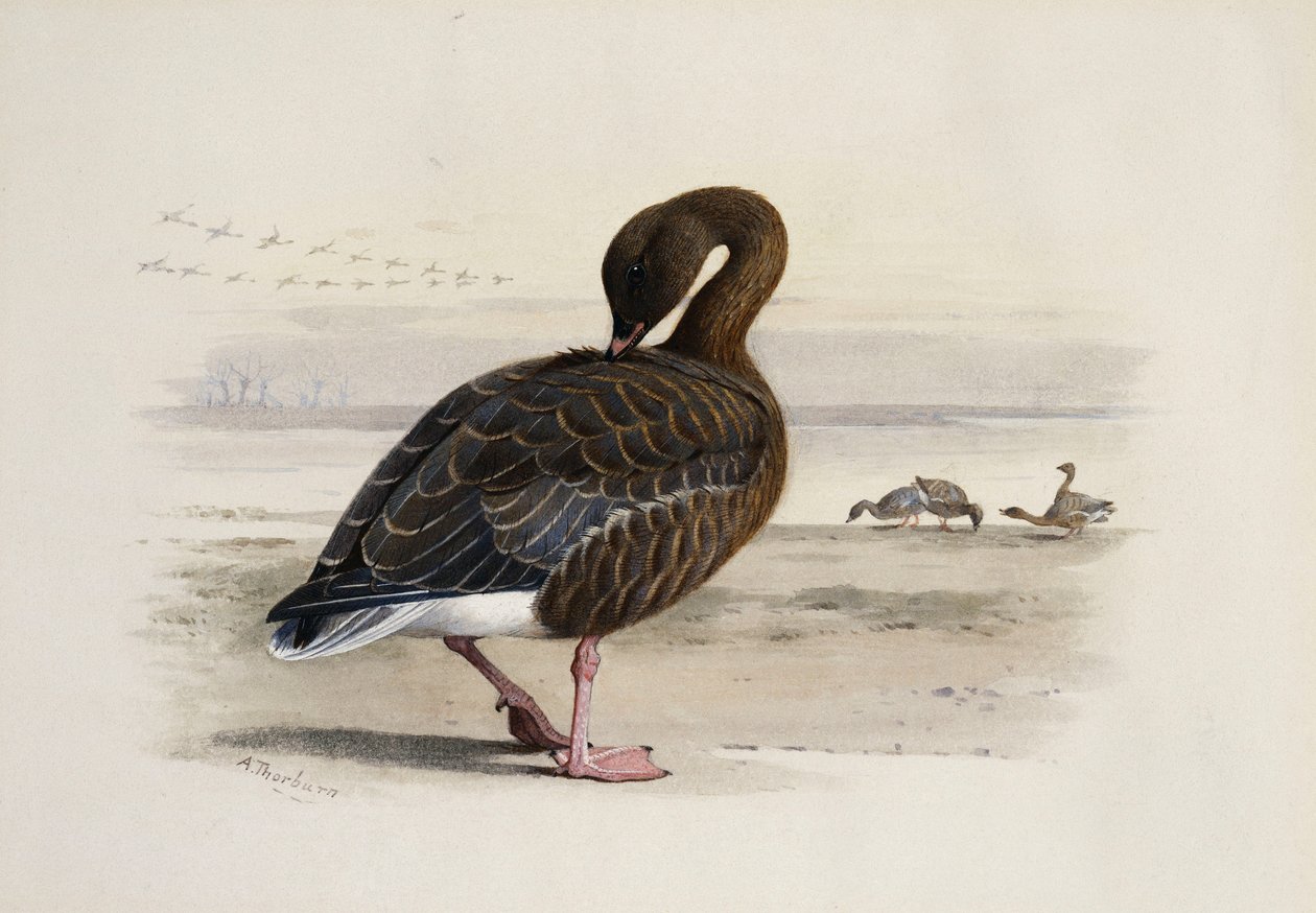 Pembe Ayaklı Kaz by Archibald Thorburn