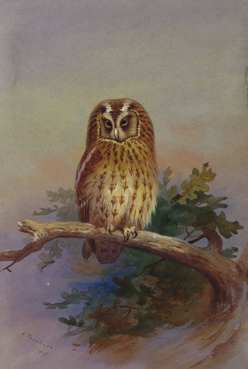 Meşe Dalına Tünemiş Bir Alaca Baykuş by Archibald Thorburn