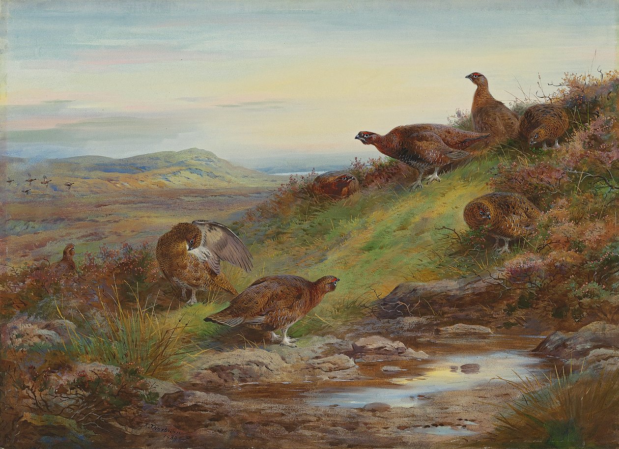 Bir yay tarafından bir kızıl orman tavuğu sürüsü by Archibald Thorburn