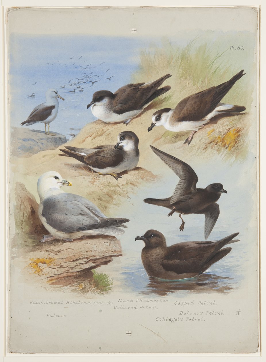 Albatros, petels, shearwater, fulmar, c.1915 (kağıt üzerine kurşun kalem üzerine suluboya ve gövde rengi) by Archibald Thorburn